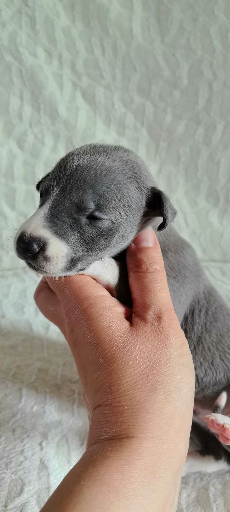 Celine Coninckx-dal Pra - Chiots disponibles - Whippet