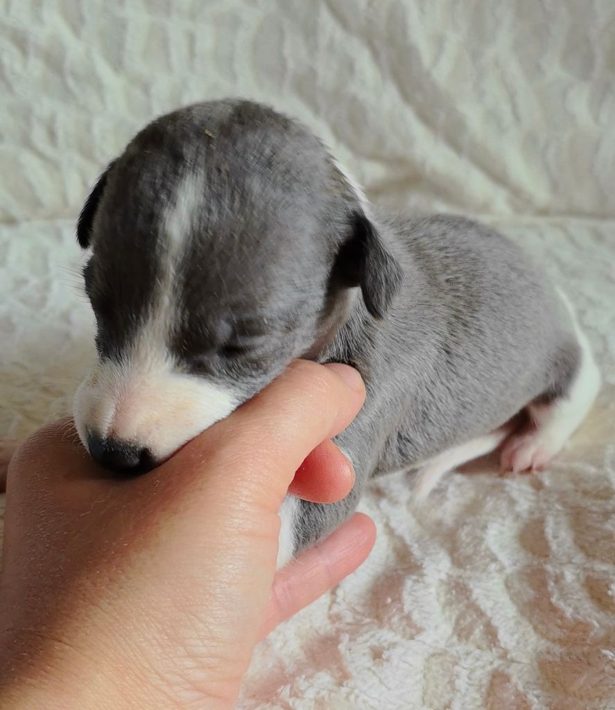 Celine Coninckx-dal Pra - Chiots disponibles - Whippet