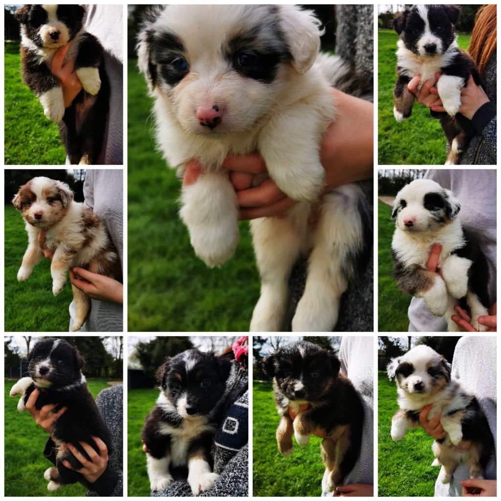 Chiot Berger Australien Celine Coninckx-Dal Pra