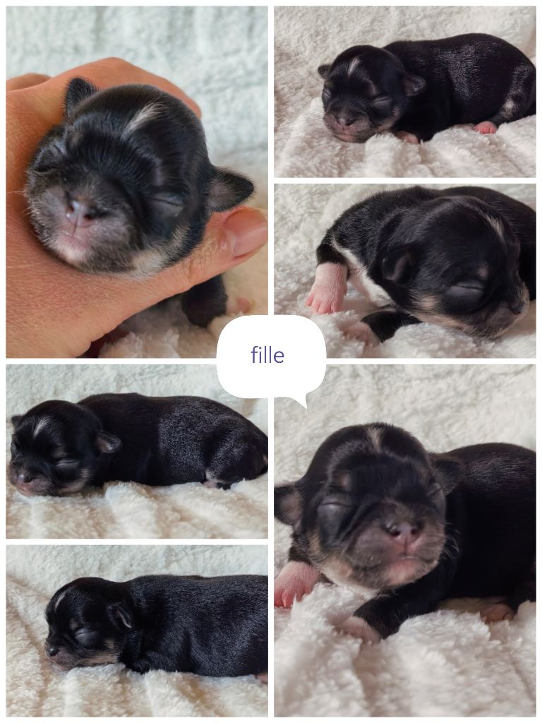 Celine Coninckx-Dal Pra - Chiots disponibles - Chihuahua