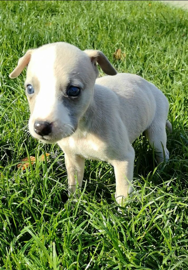 Celine Coninckx-dal Pra - Chiots disponibles - Whippet