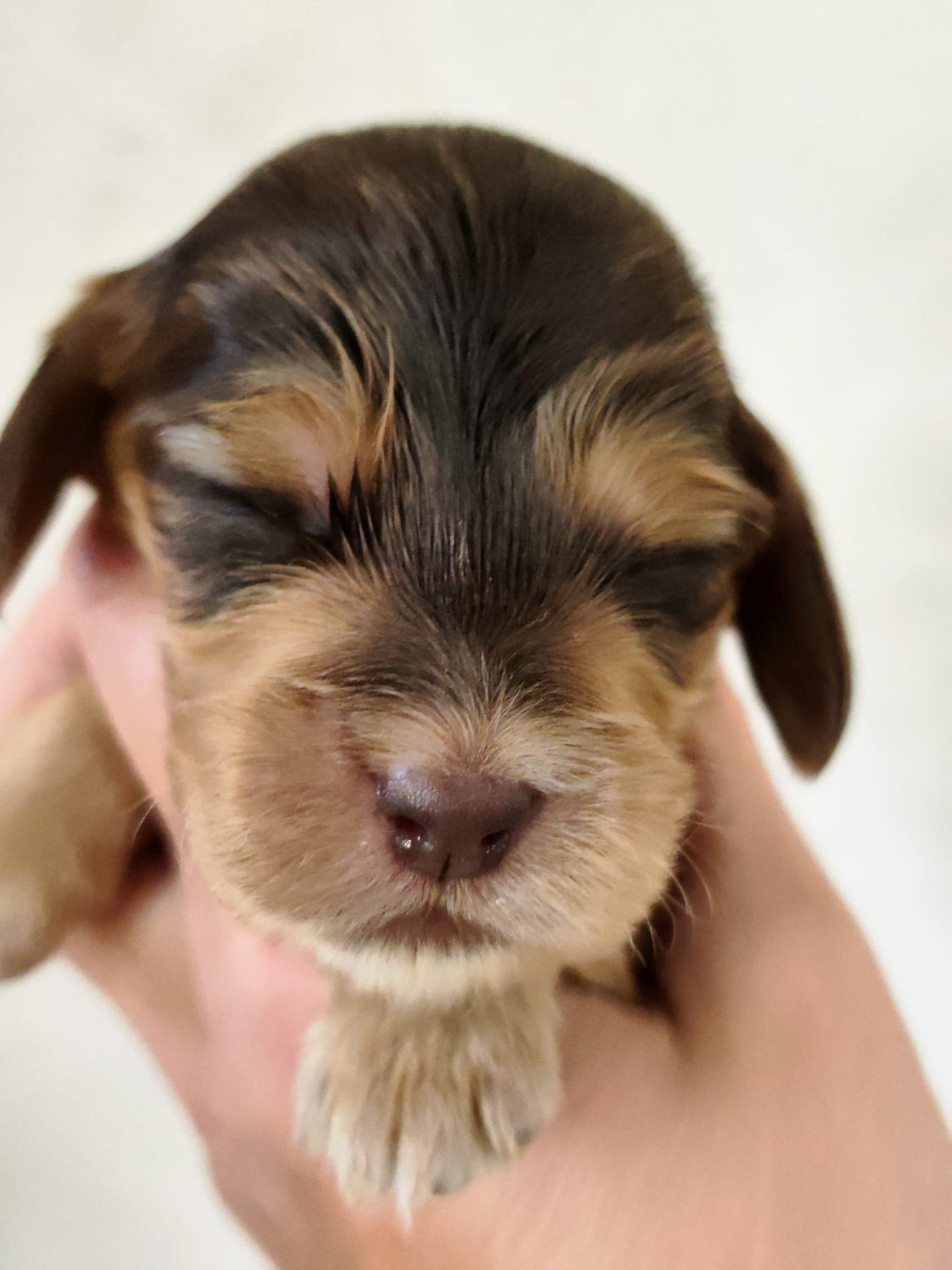 Celine Coninckx-dal Pra - Cocker Spaniel Anglais - Portée née le 10/07/2026