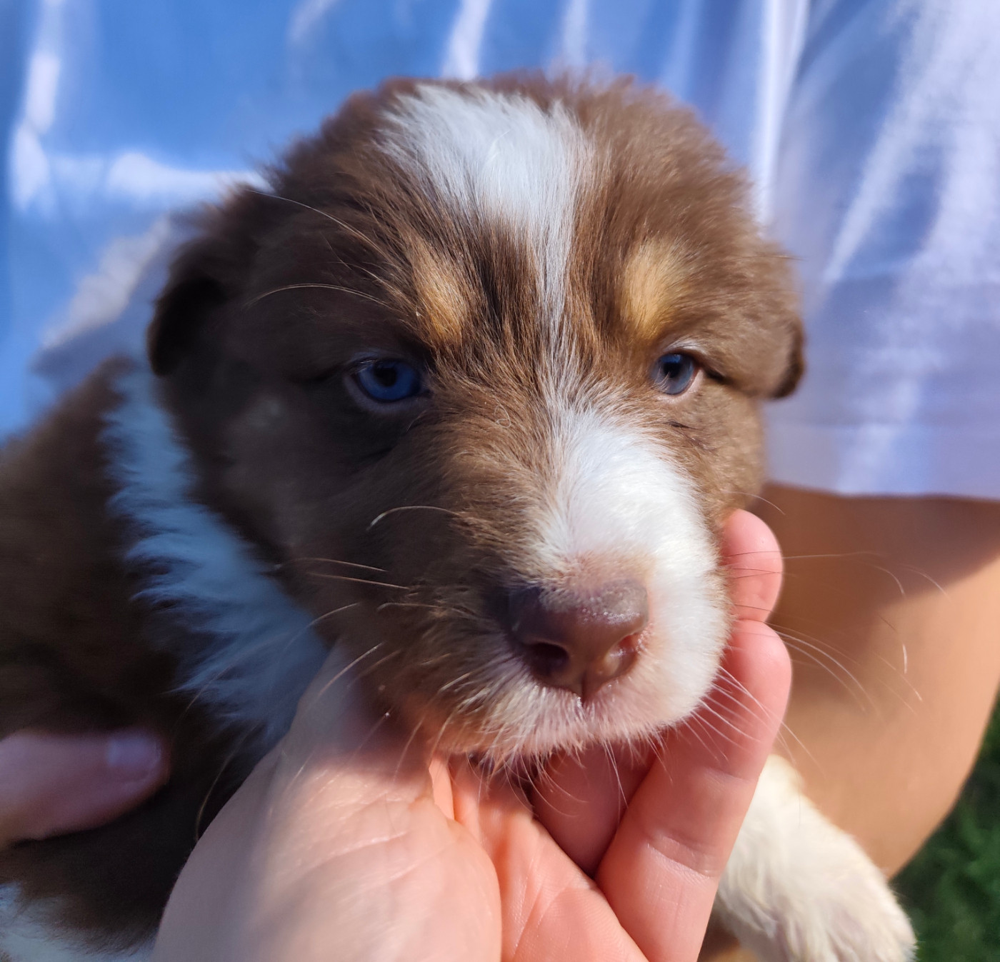 Celine Coninckx-dal Pra - Chiots disponibles - Berger Australien