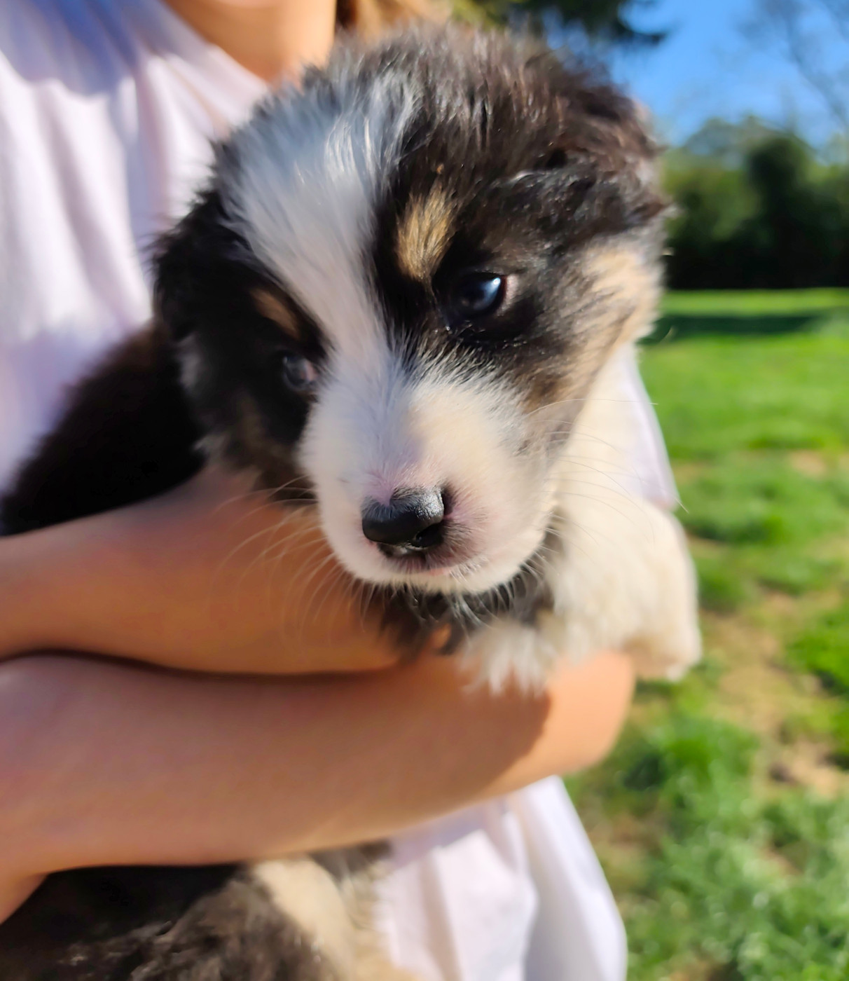 Celine Coninckx-dal Pra - Chiots disponibles - Berger Australien