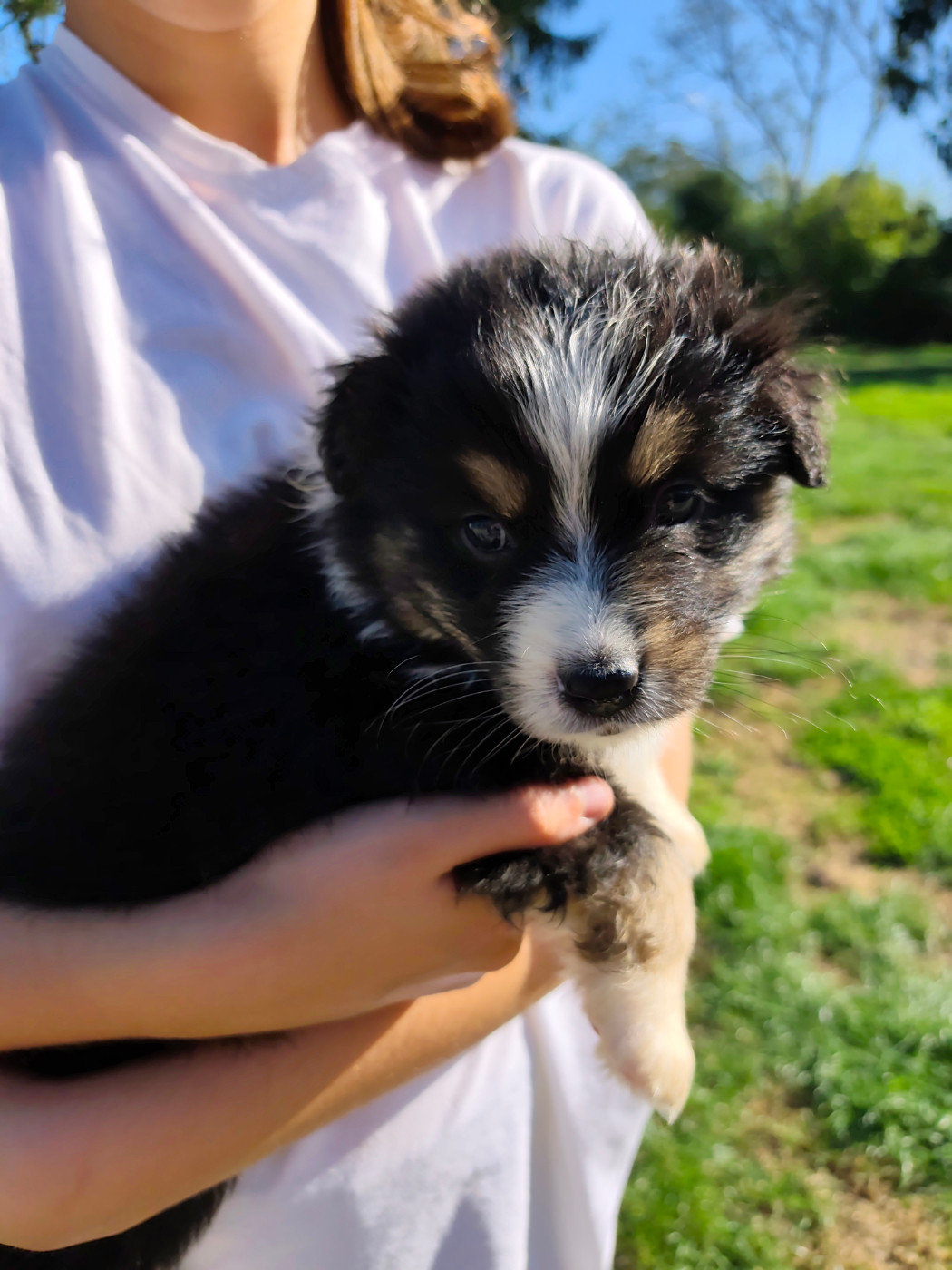 Celine Coninckx-dal Pra - Chiots disponibles - Berger Australien