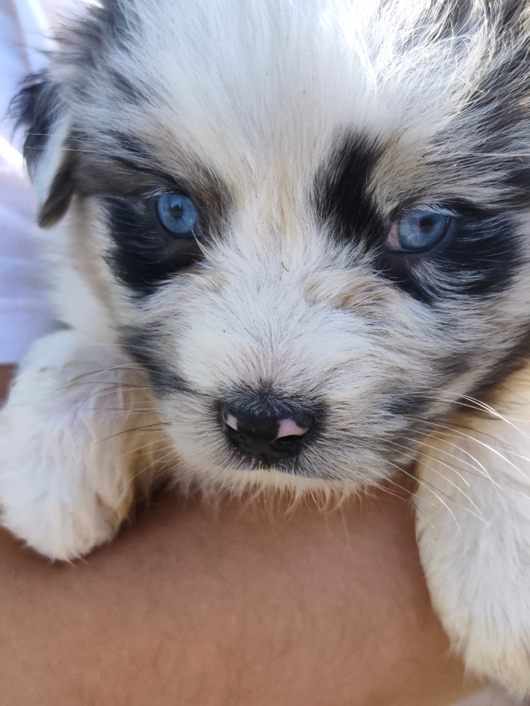 Celine Coninckx-dal Pra - Chiots disponibles - Berger Australien