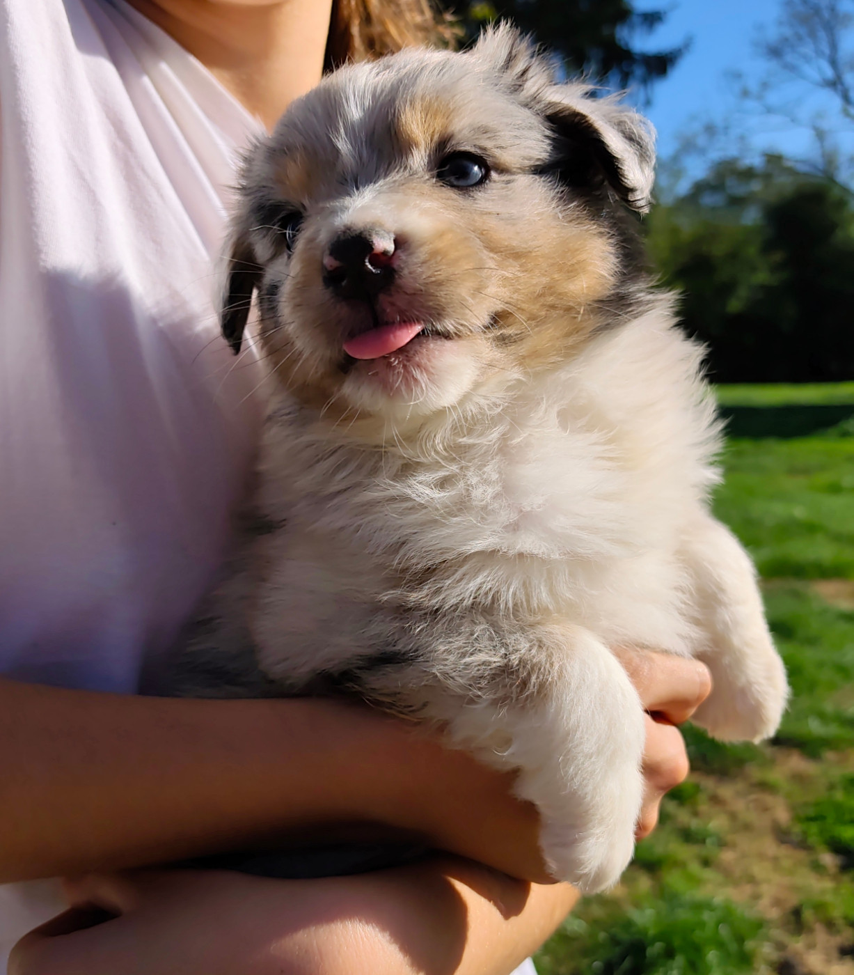 Celine Coninckx-dal Pra - Chiots disponibles - Berger Australien