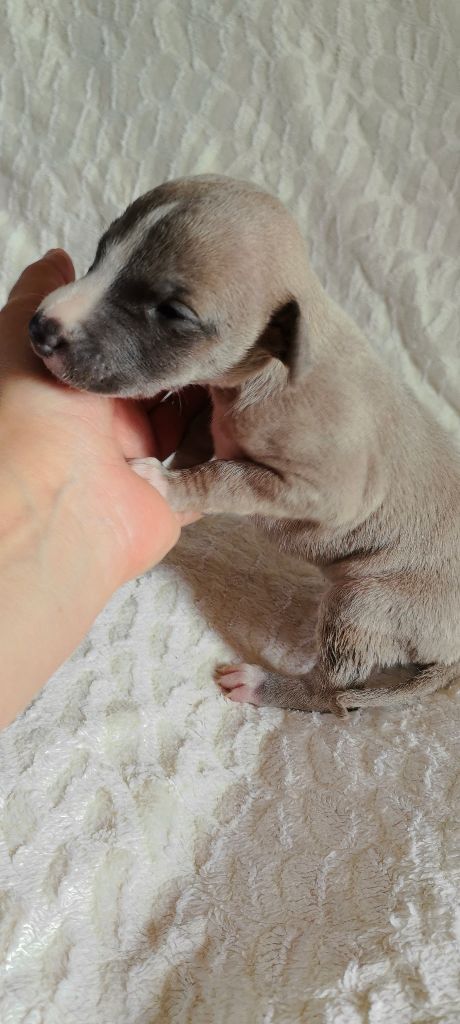 Celine Coninckx-dal Pra - Chiots disponibles - Whippet