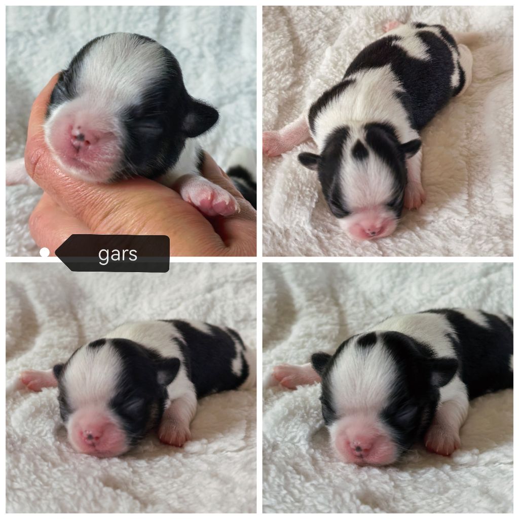 Celine Coninckx-Dal Pra - Chiots disponibles - Chihuahua