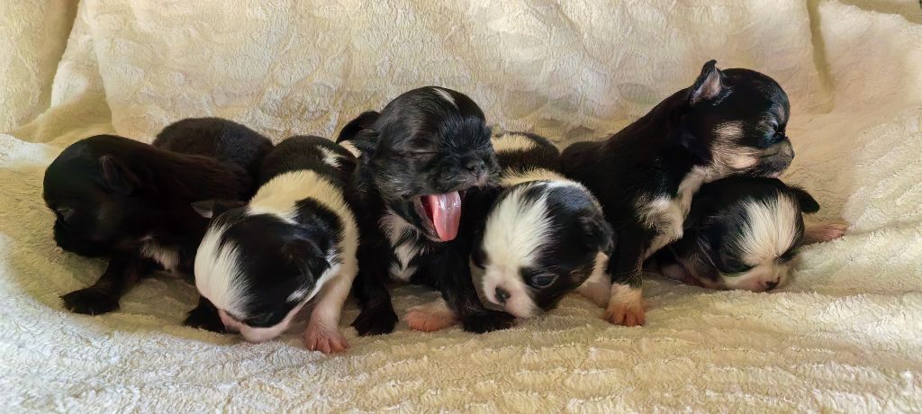 Chiot Chihuahua Celine Coninckx-Dal Pra