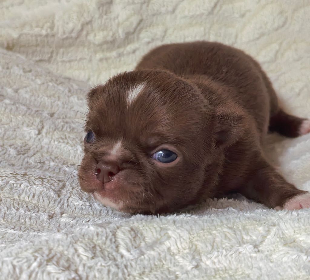 Celine Coninckx-Dal Pra - Chiots disponibles - Chihuahua