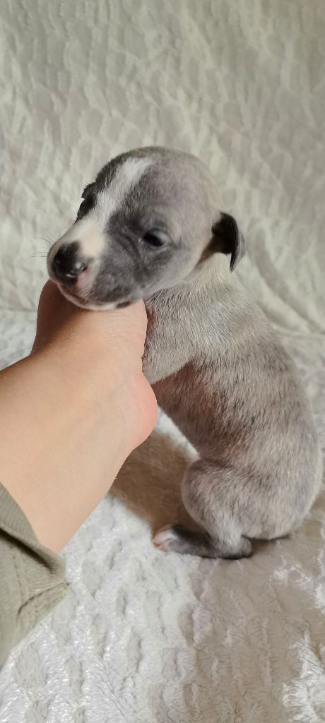 Celine Coninckx-dal Pra - Chiots disponibles - Whippet