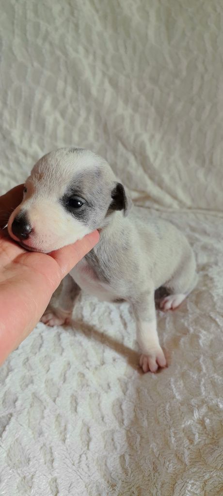 Celine Coninckx-dal Pra - Chiots disponibles - Whippet