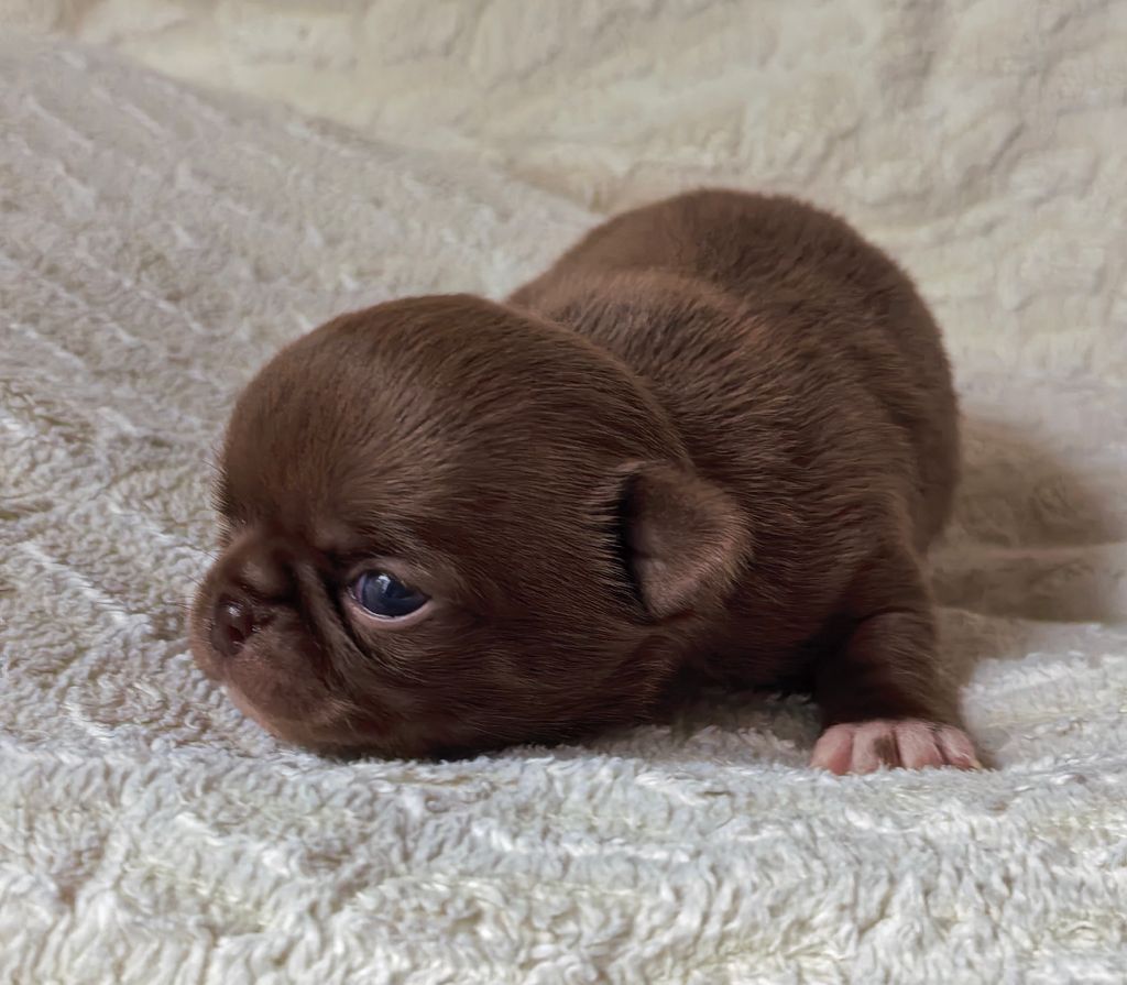 Celine Coninckx-Dal Pra - Chiots disponibles - Chihuahua