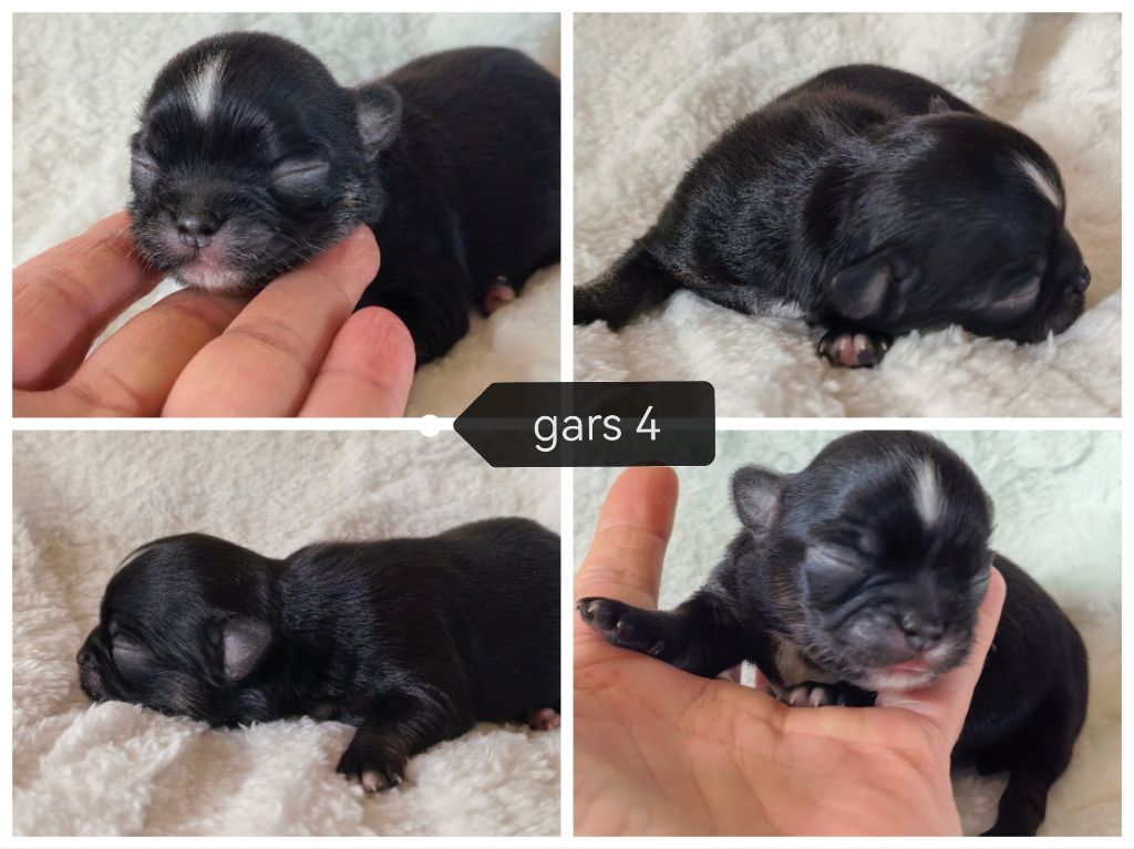 Celine Coninckx-Dal Pra - Chiots disponibles - Chihuahua