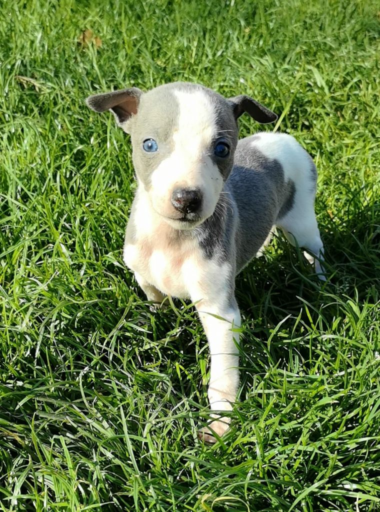 Celine Coninckx-dal Pra - Chiots disponibles - Whippet