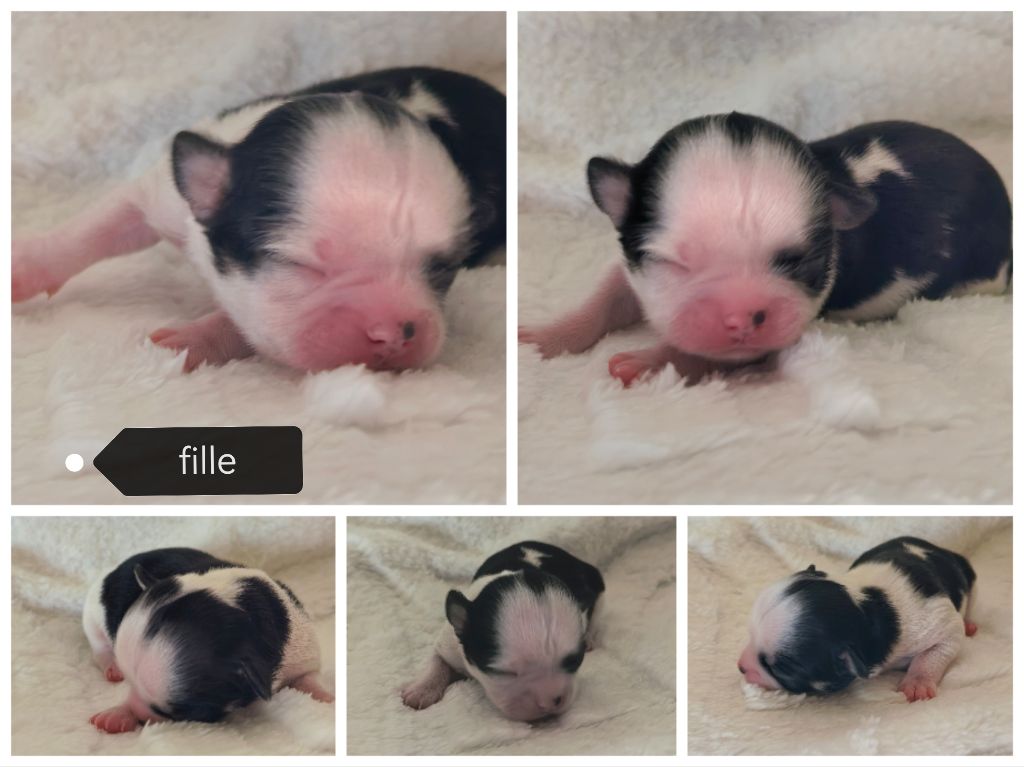 Celine Coninckx-Dal Pra - Chiots disponibles - Chihuahua
