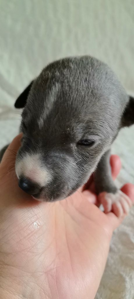 Celine Coninckx-dal Pra - Chiots disponibles - Whippet