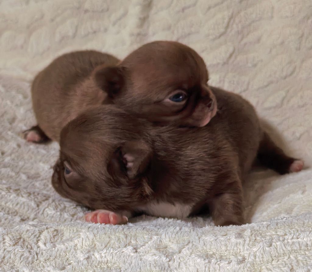 Chiot Chihuahua Celine Coninckx-Dal Pra