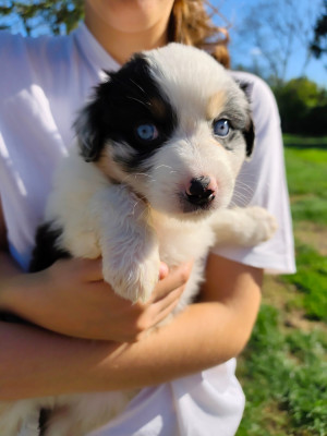 Chiot N°1