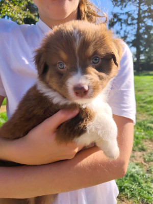 Chiot N°2