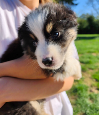 Chiot N°3