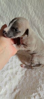 CHIOT 9