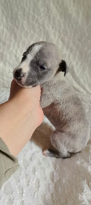 CHIOT 3