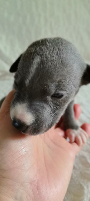 CHIOT 5