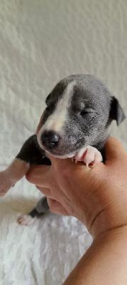 CHIOT 2