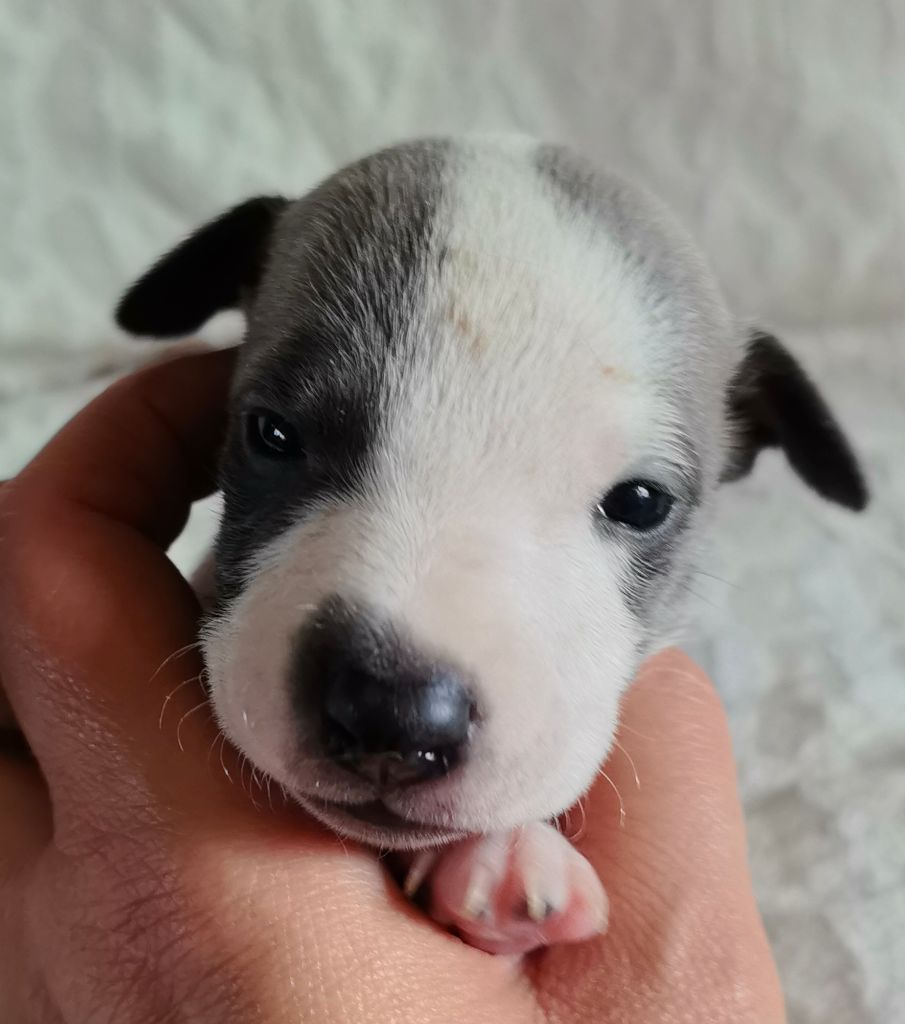 Celine Coninckx-dal Pra - Chiots disponibles - Whippet