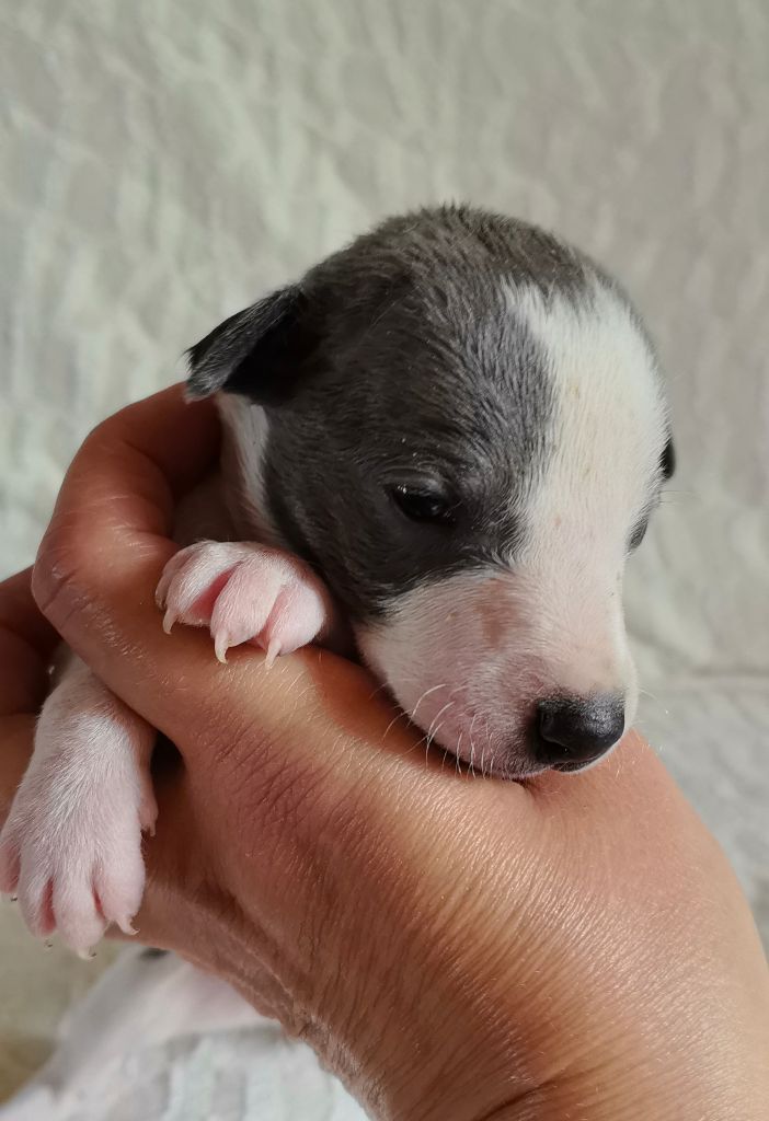 Celine Coninckx-dal Pra - Chiots disponibles - Whippet
