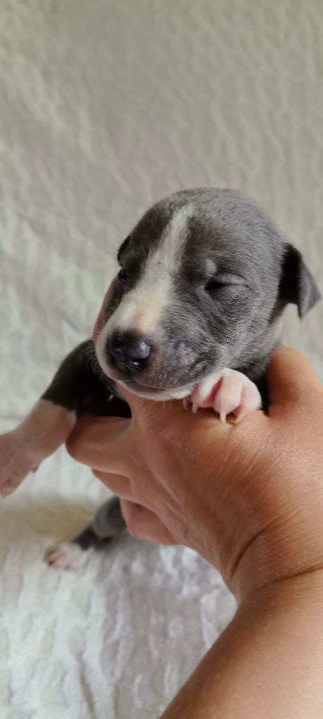 Celine Coninckx-dal Pra - Chiots disponibles - Whippet