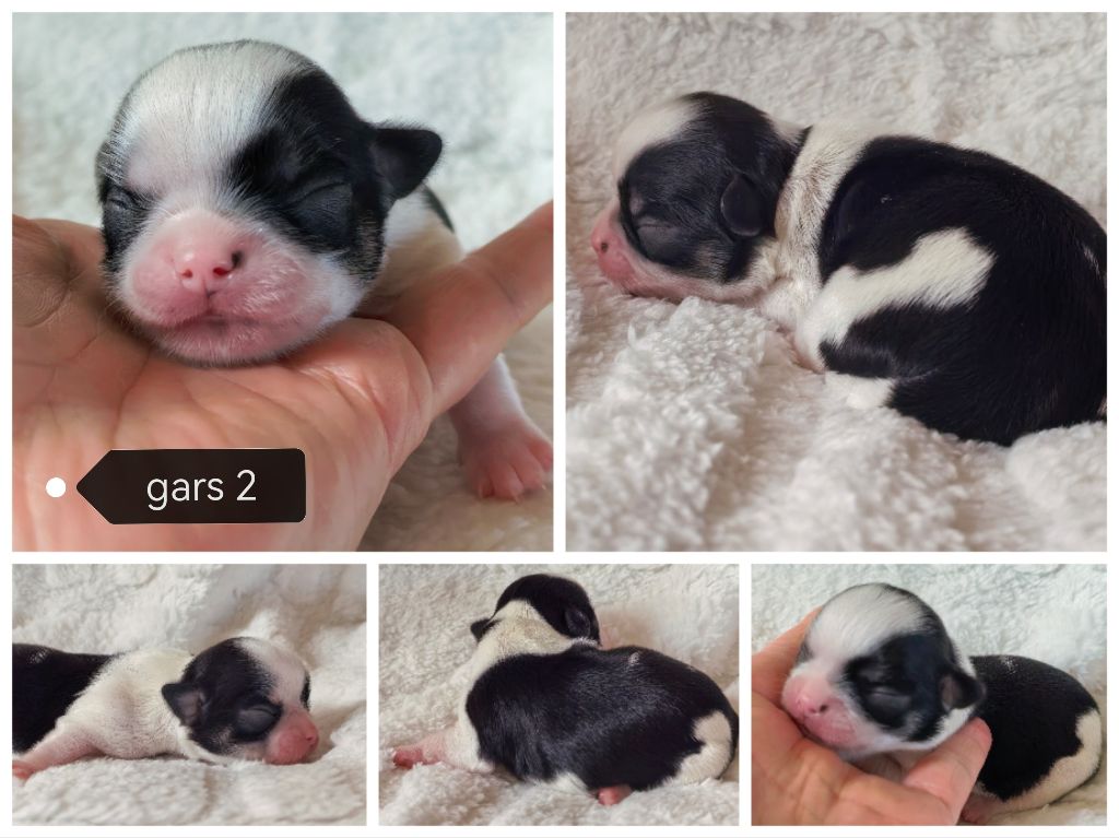 Celine Coninckx-Dal Pra - Chiots disponibles - Chihuahua