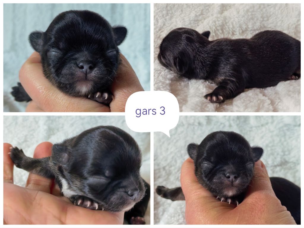 Celine Coninckx-Dal Pra - Chiots disponibles - Chihuahua