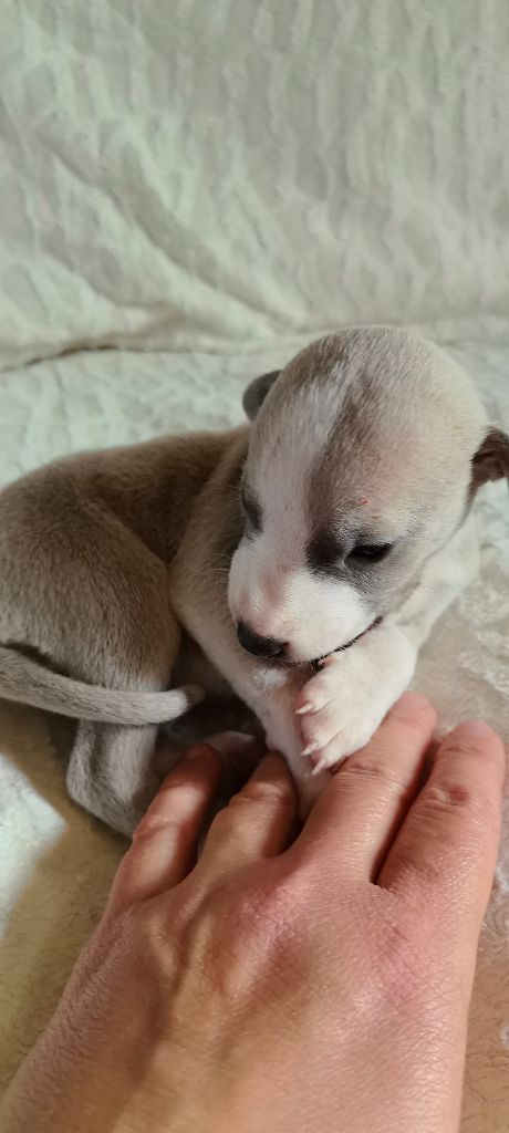 Celine Coninckx-dal Pra - Chiots disponibles - Whippet