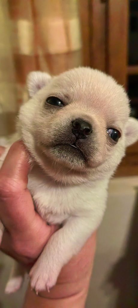 Celine Coninckx-dal Pra - Chiots disponibles - Chihuahua