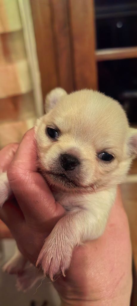 Celine Coninckx-dal Pra - Chiots disponibles - Chihuahua